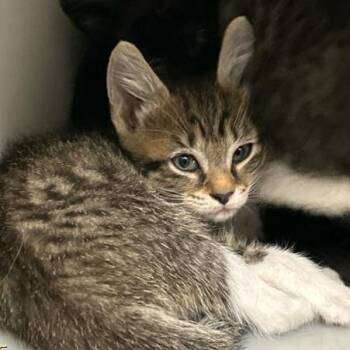 Tortelinni -  Domestic Short Hair Cat for Adoption in West Palm Beach, Florida - Tortelinni | PetCurious