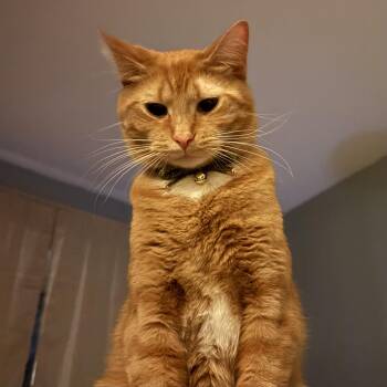Domestic Short Hair Cats Available for Adoption in Libertyville, Illinois - Mongoose  | PetCurious