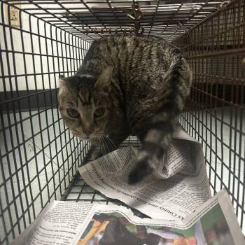 Domestic Short Hair Cats Available for Adoption in Philadelphia, Pennsylvania - Kira | PetCurious