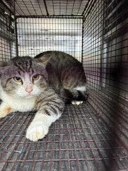 Domestic Short Hair Cats Available for Adoption in New Braunfels, Texas - Sahara | PetCurious