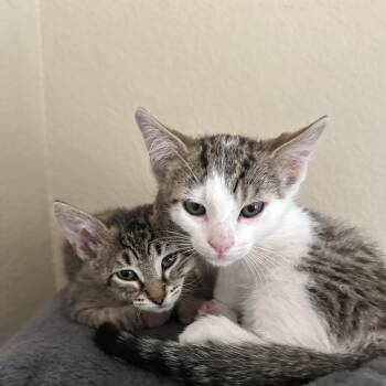 Fish & Scallop -  Domestic Short Hair Cat for Adoption in Davis, California - Fish & Scallop | PetCurious