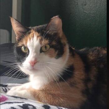 Cinnamon C26-226 -  Domestic Short Hair Cat for Adoption in Lebanon, Tennessee - Cinnamon C26-226 | PetCurious