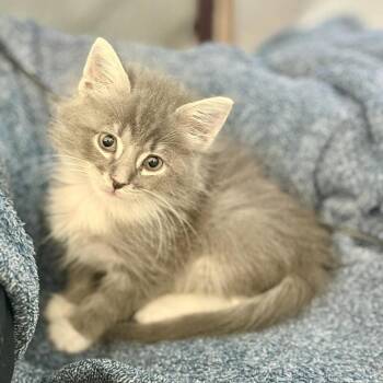 Domestic Short Hair Cats Available for Adoption in Columbus, Georgia - Orbit Obliterator 8254 | PetCurious