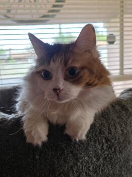 Calico Cats Available for Adoption - CoCo ( NL) | PetCurious