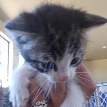Clutch -  Domestic Short Hair Cat for Adoption in Klamath Falls, Oregon - Clutch | PetCurious