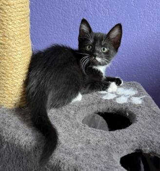 Luna -  Domestic Short Hair and Tuxedo Cat for Adoption in Auburn, Washington - Luna | PetCurious