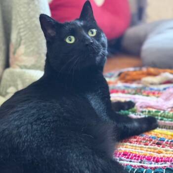 Rescue Domestic Short Hair Cats for Adoption in Norwich, Connecticut - Cody | PetCurious