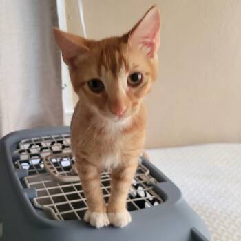 Garfield -  Domestic Short Hair Cat for Adoption in Los Angeles, California - Garfield | PetCurious