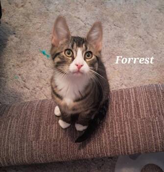 Domestic Short Hair Cats Available for Adoption in Vancouver, Washington - Forrest | PetCurious