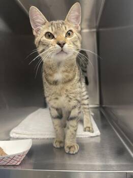 PABLO* -  Domestic Short Hair Cat for Adoption in Santa Cruz, California - PABLO* | PetCurious
