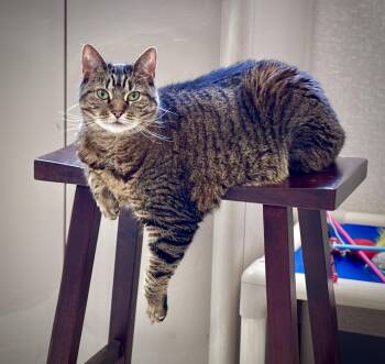 Bella Poppy Porquita Diamond Marie -  Domestic Short Hair Cat for Adoption in Salem, New Hampshire - Bella Poppy Porquita Diamond Marie | PetCurious