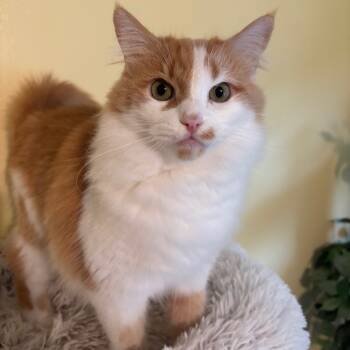 Rescue Domestic Long Hair Cats for Adoption in Los Angeles, California - Clementine | PetCurious