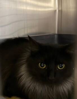 Domestic Medium Hair Cats Available for Adoption - Dewey | PetCurious