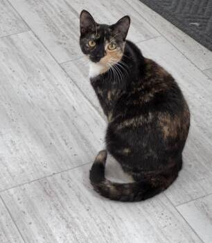 Tortoiseshell Cats Available for Adoption - Skylar  | PetCurious