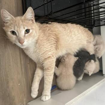 Domestic Short Hair Cats Available for Adoption in Eagle Mountain, Utah - Ayesha Jessup | PetCurious