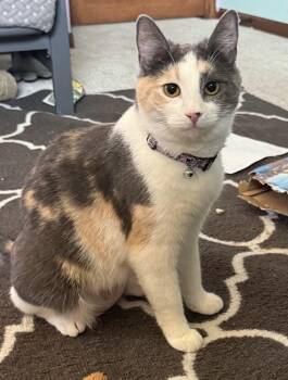 Rescue Domestic Short Hair Cats for Adoption in Sioux Falls, South Dakota - Mona Lisa | PetCurious