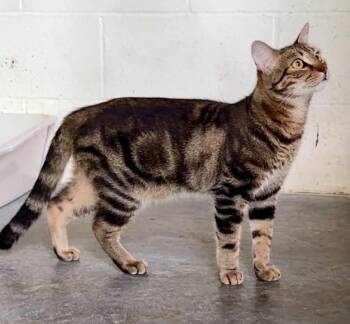 Lars -  Domestic Short Hair Cat for Adoption - Lars | PetCurious