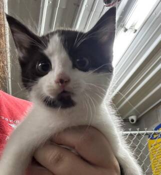 Calli -  Domestic Short Hair Cat for Adoption in Campbellsville, Kentucky - Calli | PetCurious