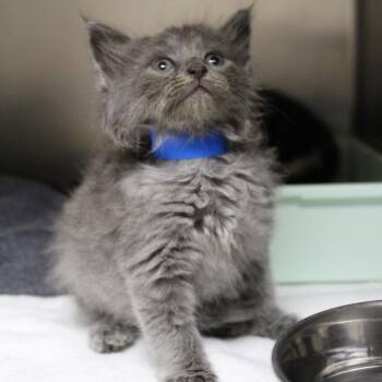 Pumpkin -  Domestic Long Hair Cat for Adoption in Auburn, Alabama - Pumpkin | PetCurious