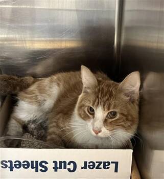 A781003 -  Domestic Medium Hair Cat for Adoption in Rancho Cucamonga, California - A781003 | PetCurious
