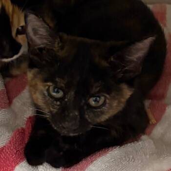 Rescue Domestic Short Hair Cats for Adoption in Yuma, Arizona - Gloria | PetCurious