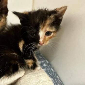 Domestic Medium Hair Cats Available for Adoption in Gadsden, Alabama - Gretel | PetCurious