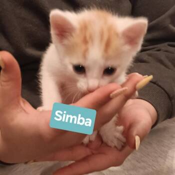 Domestic Short Hair Cats Available for Adoption - Simba | PetCurious