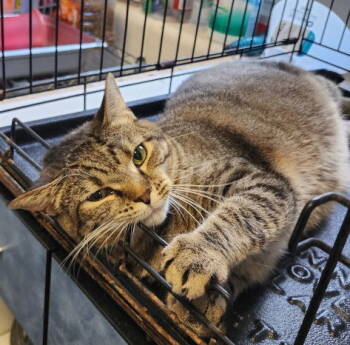 Rescue Domestic Short Hair Cats for Adoption in Herndon, Virginia - Mrs. Biff | PetCurious