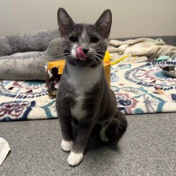 Rescue Domestic Short Hair Cats for Adoption in Fort Collins, Colorado - John | PetCurious
