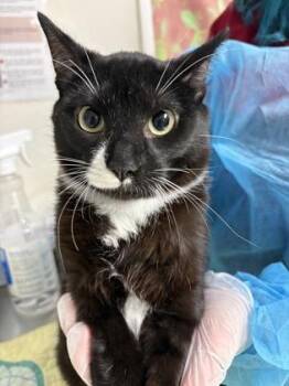 Domestic Short Hair Cats Available for Adoption in San Antonio, Texas - Button | PetCurious
