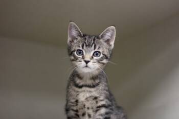 Rescue Domestic Short Hair and Tabby Cats for Adoption in Rockford, Illinois - Little Bit | PetCurious