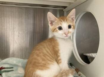 EGGS -  Domestic Short Hair Cat for Adoption in Tustin, California - EGGS | PetCurious