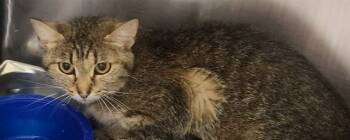 Rescue Domestic Short Hair Cats for Adoption in Decatur, Illinois - QUOKKA | PetCurious