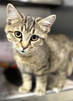 Domestic Short Hair Cats Available for Adoption - Kris Kringle | PetCurious