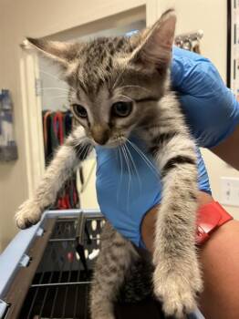 Domestic Short Hair Cats Available for Adoption in Long Beach, California - SOKKA | PetCurious