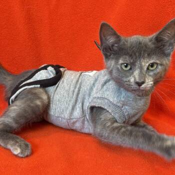 Pat Benatar -  Domestic Short Hair Cat for Adoption in Los Angeles, California - Pat Benatar | PetCurious