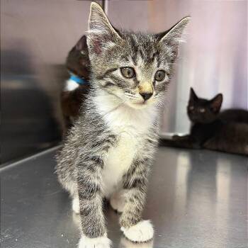 Scribbles -  Domestic Short Hair Cat for Adoption in Hannibal, Missouri - Scribbles | PetCurious