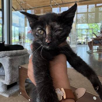 Sarah -  Domestic Short Hair Cat for Adoption in Leander, Texas - Sarah | PetCurious