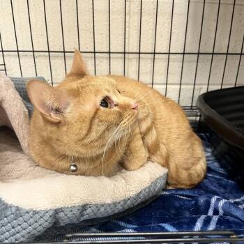 Scully -  Domestic Short Hair Cat for Adoption in Rocky Mount, Virginia - Scully | PetCurious