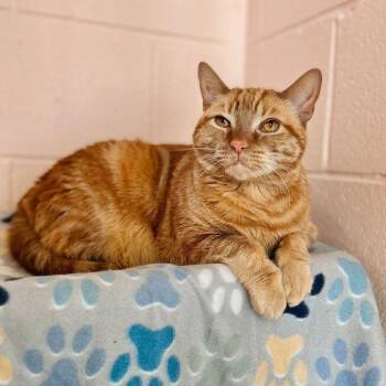 Domestic Short Hair Cats Available for Adoption in Owosso, Michigan - Dutch | PetCurious