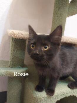 Rosie (87822) -  Domestic Long Hair Cat for Adoption in St. George, Utah - Rosie (87822) | PetCurious