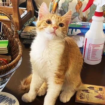 American Shorthair Cats Available for Adoption in Schertz, Texas - Gazpacho (SH) | PetCurious