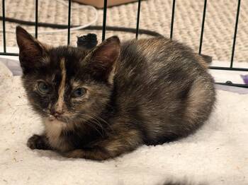 Maple -  Tortoiseshell Cat for Adoption in Wanaque, New Jersey - Maple | PetCurious