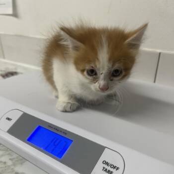 Hardrian -  Domestic Medium Hair Cat for Adoption in St. Louis, Missouri - Hardrian | PetCurious