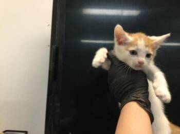 Domestic Short Hair Cats Available for Adoption in Thousand Palms, California - A1918813 | PetCurious
