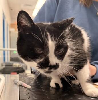 Bailey -  Domestic Short Hair Cat for Adoption in Golden, Colorado - Bailey | PetCurious