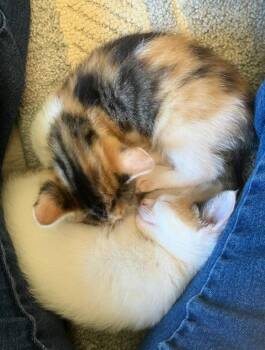 Amelia -  Calico and Domestic Short Hair Cat for Adoption in Campbell, California - Amelia | PetCurious