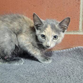 Cherokee -  Domestic Short Hair Cat for Adoption in Cabot, Arkansas - Cherokee | PetCurious