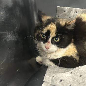 Domestic Short Hair Cats Available for Adoption - Mystique | PetCurious