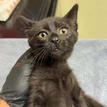 Misty -  Domestic Short Hair Cat for Adoption in Lakewood, Colorado - Misty | PetCurious